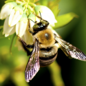 bumble-bee-ecotech-pest-control