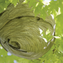 hornet-nest-ecotech-pest-control