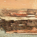 termite-damage-ecotech-pest-control