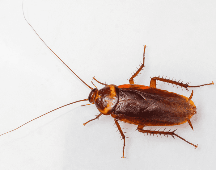 EcoTech Pest Control - American Cockroach