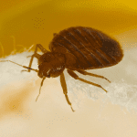 Bed Bug EcoTech Pest Control