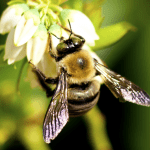 Bumble Bees Ecotech 