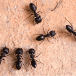Carpenter Ants EcoTech Pest Control