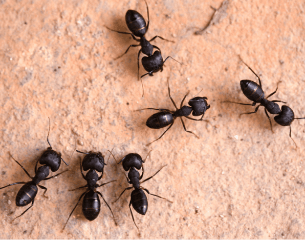 Ant control services suffolk county,ny ecotech pest control
