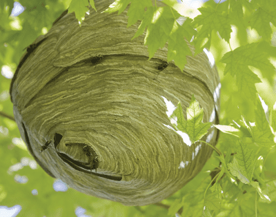 Hornet Nest EcoTech Pest Control