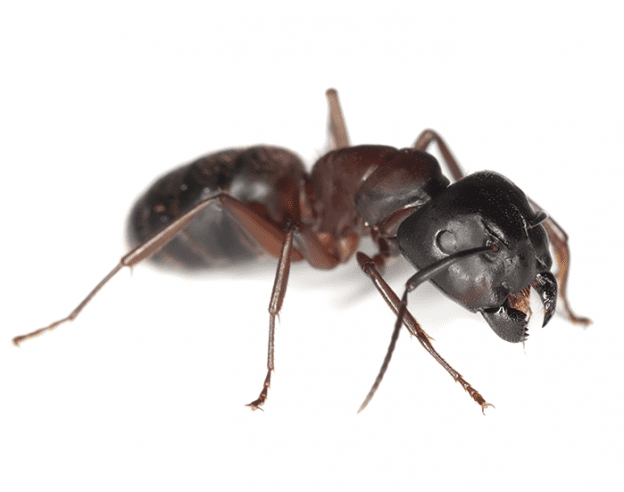 Odorous House Ants EcoTech Pest Control