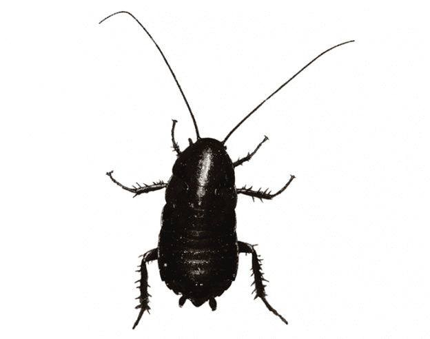 Oriental Cockroach EcoTech Pest Control