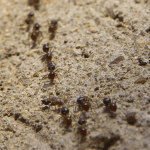 Pavement Ants EcoTech Pest Control