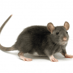 Rats EcoTech Pest Control Long Island