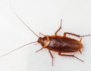 American Cockroach EcoTech Pest Control - Long Island