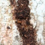 Termite Mud Tracks