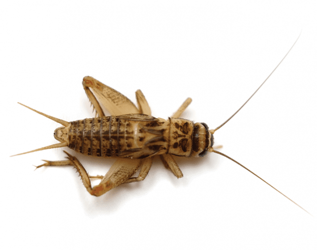 cricket-ecotech-pest-control